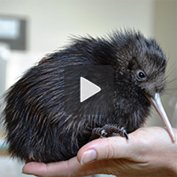 Garanta a Sobrevivência do Pássaro Kiwi