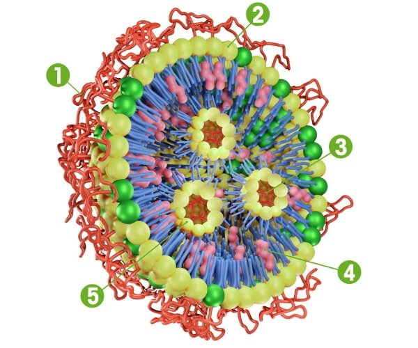 <center>Structure de une nanoparticule lipidique (LNP) contenant des molécules ARNm pour la vaccination contre la COVID-19</center>