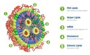 Rolle von PEG-Lipid-Nanopartikeln bei der Entwicklung von mRNA-Impfstoffen