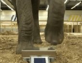Prueba del elefante en una balanza de precisión