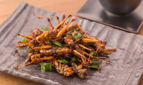 Insect-Based Meat Alternatives